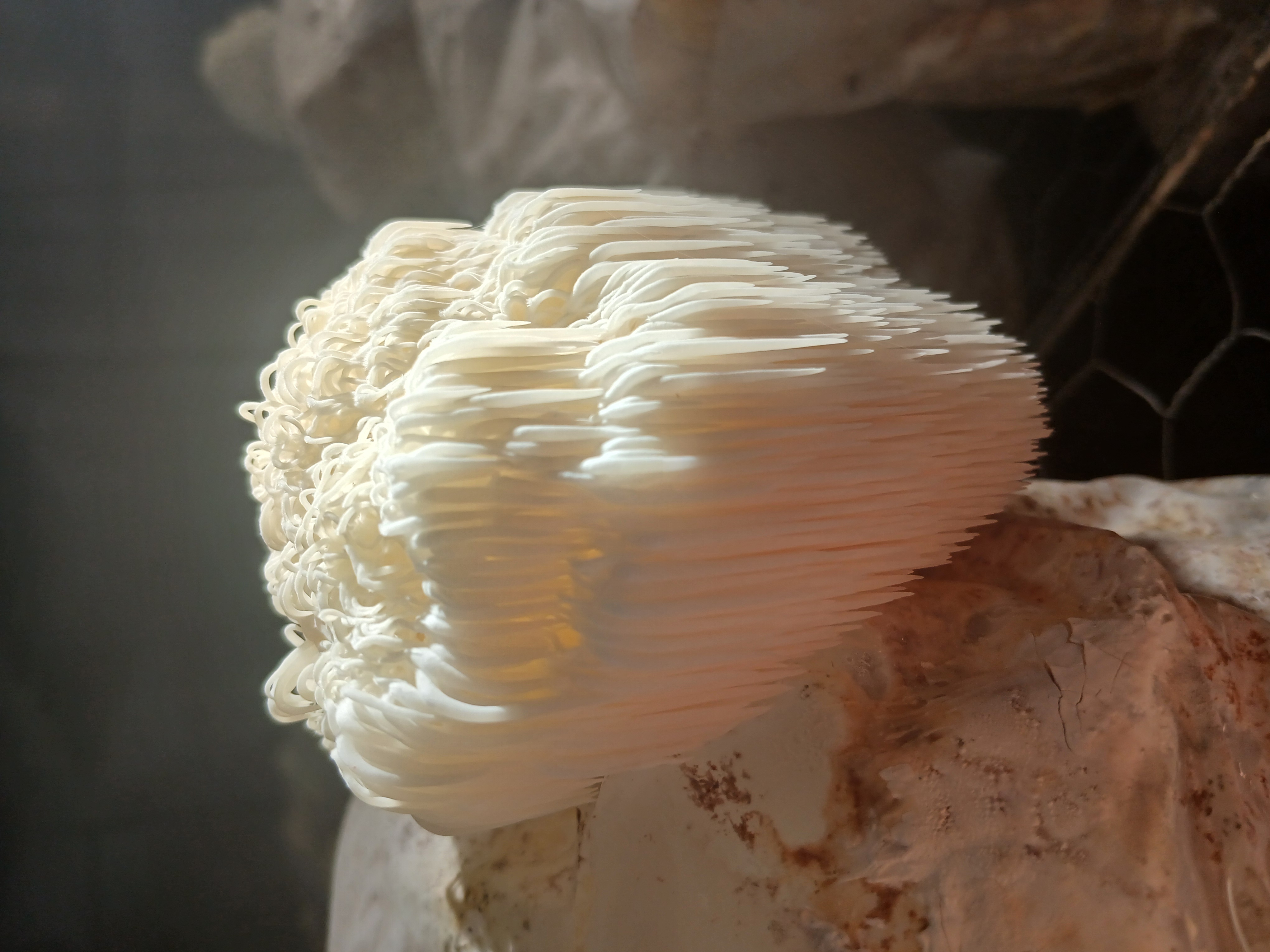Cultivo controlado de Hericium erinaceus na Kodama — substrato natural sem agrotóxicos