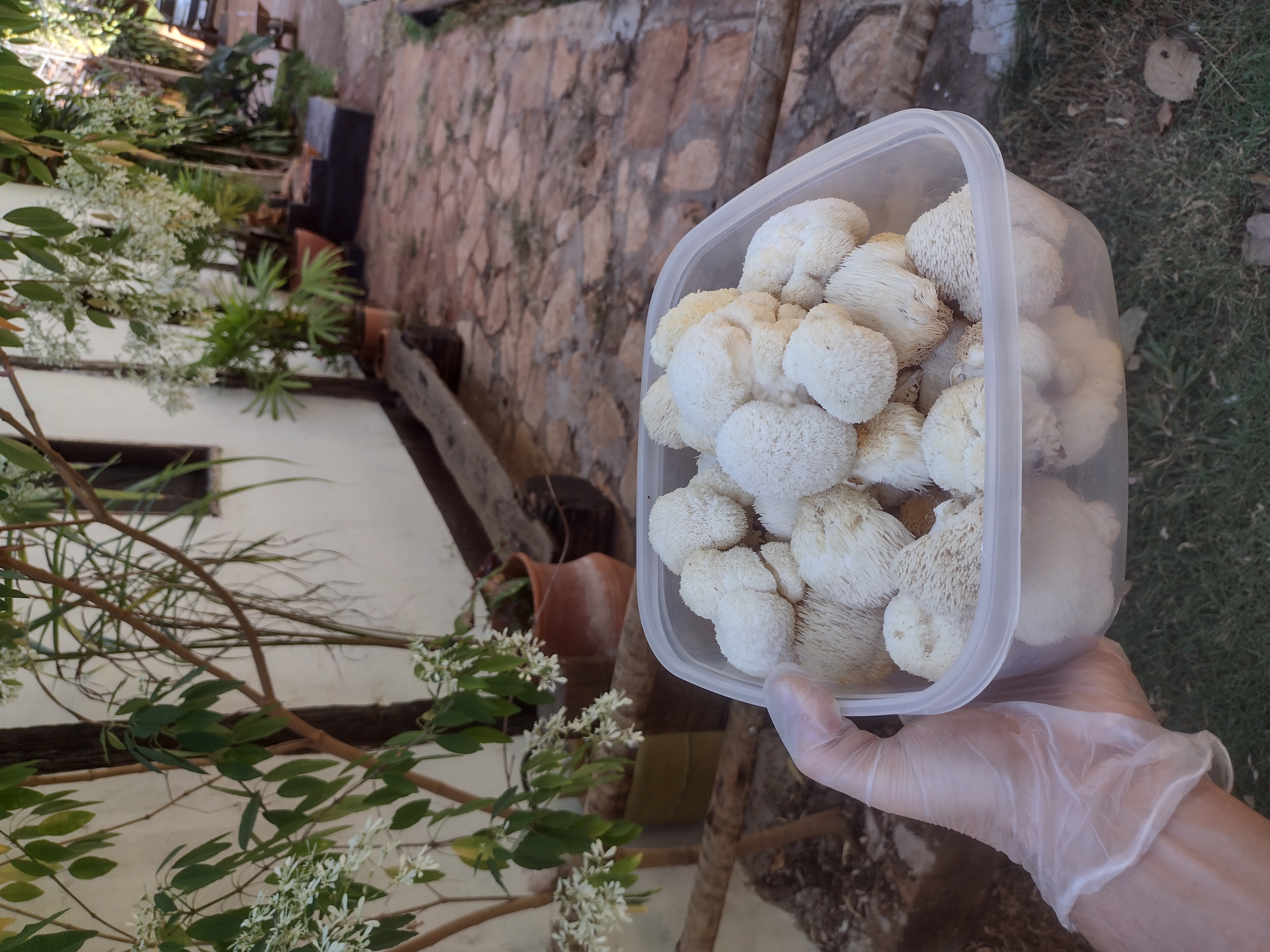 Filamentos brancos do cogumelo Hericium erinaceus durante crescimento na Fazendinha Samambaia