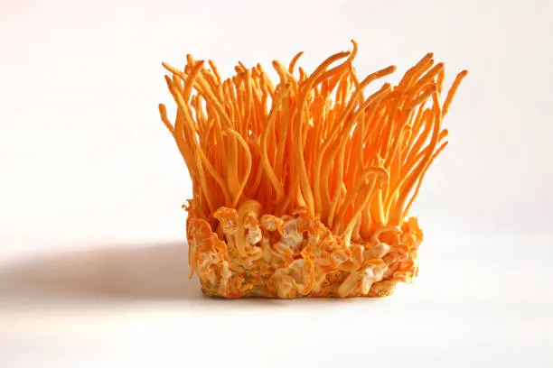 Cultivo de Cordyceps militaris Kodama — extrato líquido energia natural