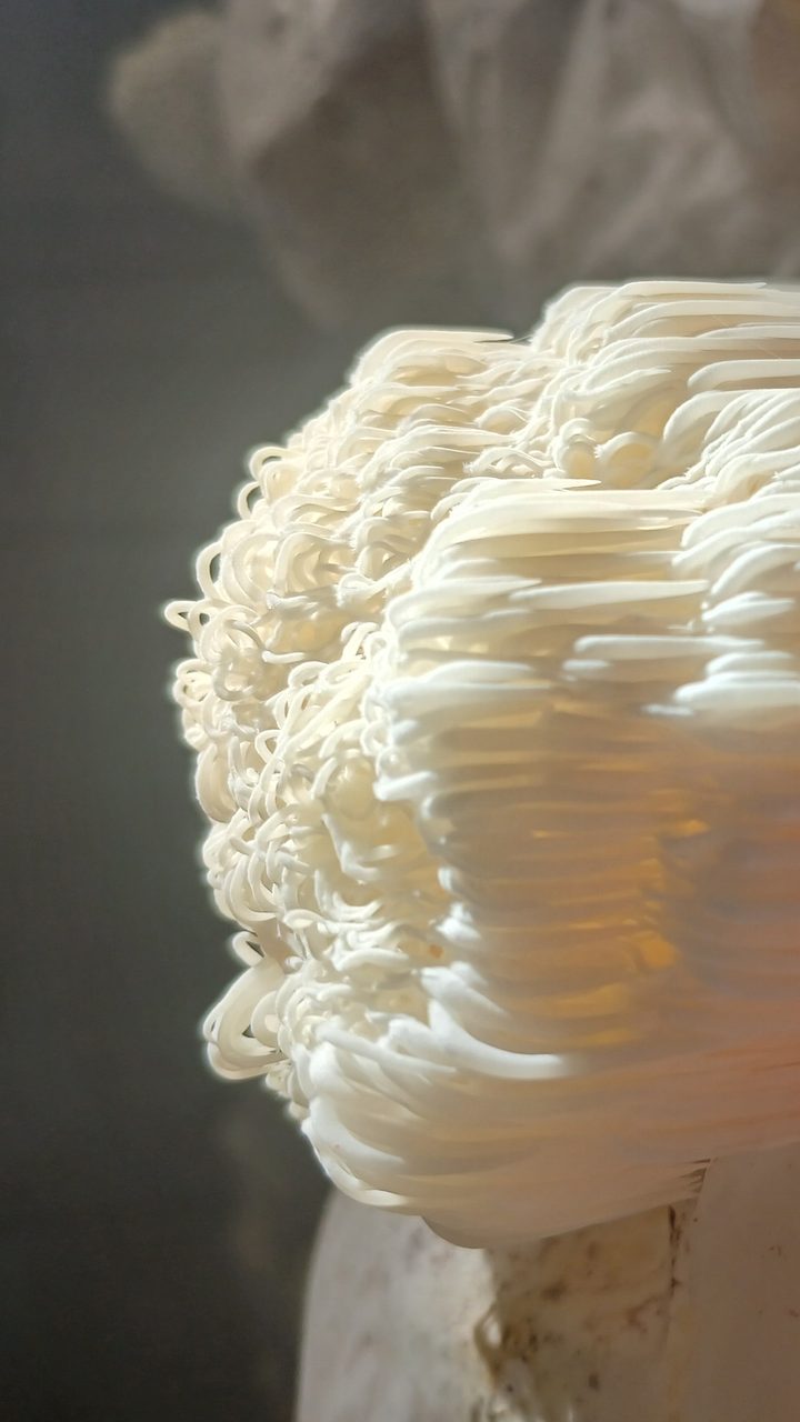 Cultivo de Lion's Mane Kodama